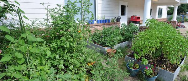 Diverse planting of vegetables, herbs, and ornamental flowers.
